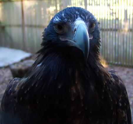 Keilschwanz Adler
