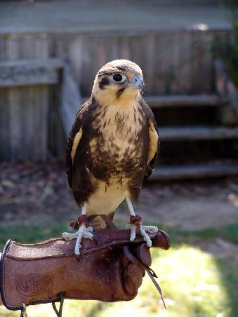 Brown Falcon