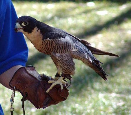 Perregrin Falcon