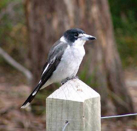 Ein Butcher Bird (zu Deutsch: Metzger Vogel) Diesen Namen hat dieser Vogel nicht umsonst. Mit seiem Hacken den er vorne am Schnabel hier so schön präsentiert, Schlachtet er wirklich andere Vögel um sie dann zu verspeisen. Wenn sie Junge im Nest haben kommt es durchaus auch vor das sie Menschen angreifen wenn diese sich dem Nest zu sehr nähern.