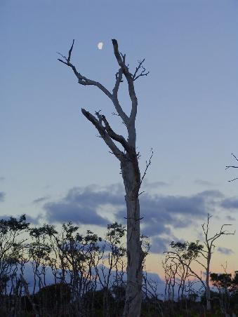 Narawntapu by night