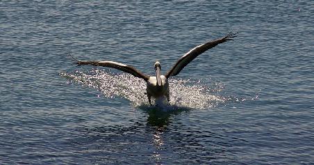 Pelican beim Wasserski fahren, oder auch bei der Landung