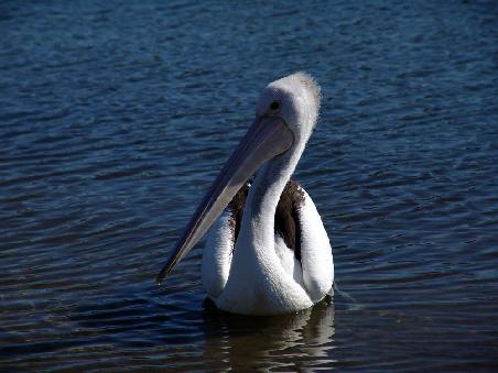 noch ein Pelican