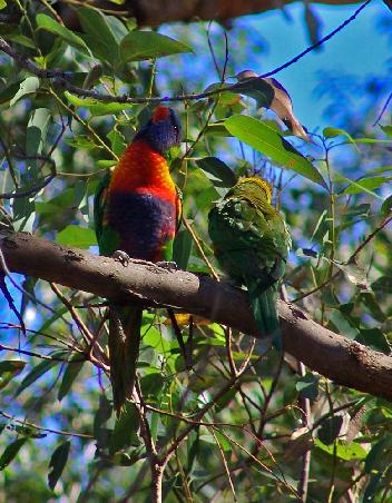 Rainbow Lorikeets (Regenbogen Lori) wahnsinnig flinke Flieger und traumhaft schön zum anschauen.