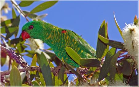 Scaly-breasted Lorikeet (Schuppenbrust Lori) gleiche Familie wie die Rainbow Lorikeets und auch genau so schnell