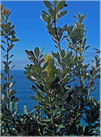 Banksia am östlichsten Punkt des Australischen Festlandes