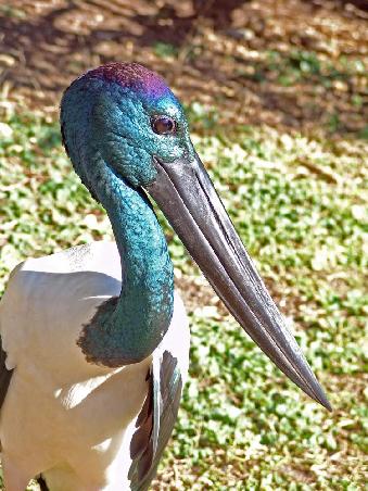 Jabiru (Riesen Storch)