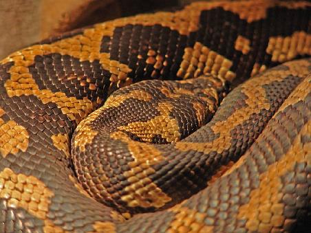 Carpet Python