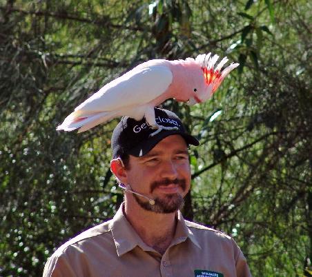 Und Doris pass gut auf dass dir Nemo nach deinem Parots Behavior Kurs hier im Currumbin Wildlif Sanctuary nicht so auf dem Kopf rumtanzt wie dieser Major Michell's Cockatoo seinem Trainer bei der Free Flight Bird Show.
War natürlich alles antrainiert. Die Nuss unter der Kappe des Trainers hat Wunder gewirkt.