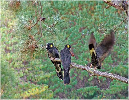 Drei Yellow-tailed Black- Cockatoos