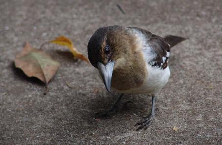 Butcherbird in Braun