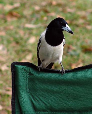 Butcherbird in Schwarz