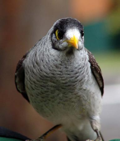 Noisy Miner