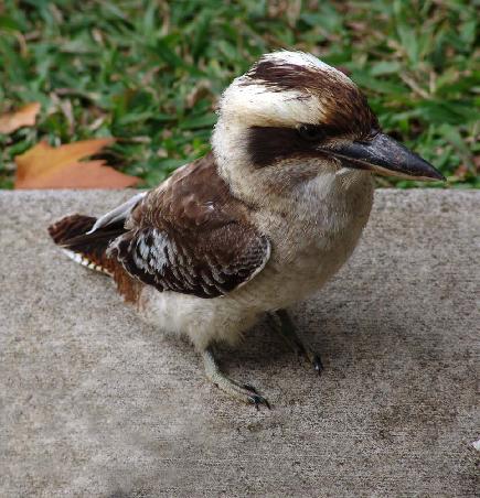 And last but not least ein Kookaburra