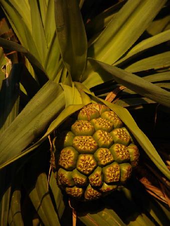 Pandanus im Sonnenuntergang