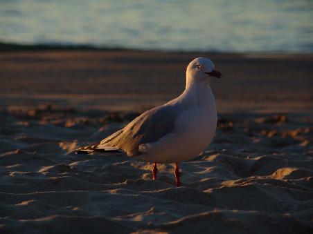 Möve im Abendlicht