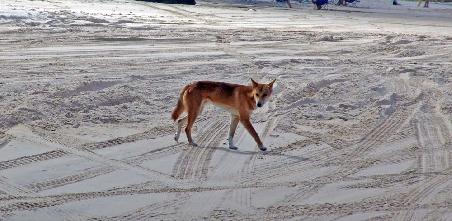 Dingo (Australischer Wildhund) ahead