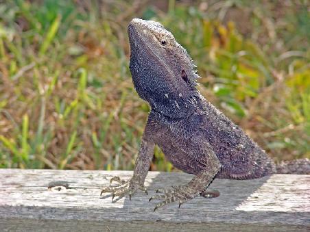Bearded Dragon / Bartagame