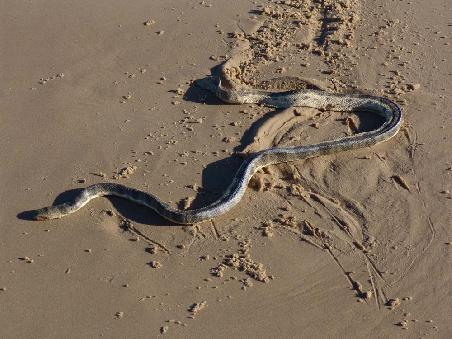Sea Snake