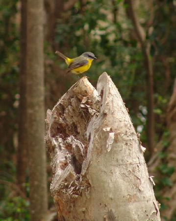 Eastern Yellow Robin