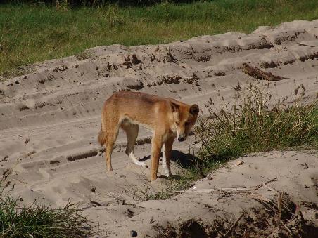 Dingo