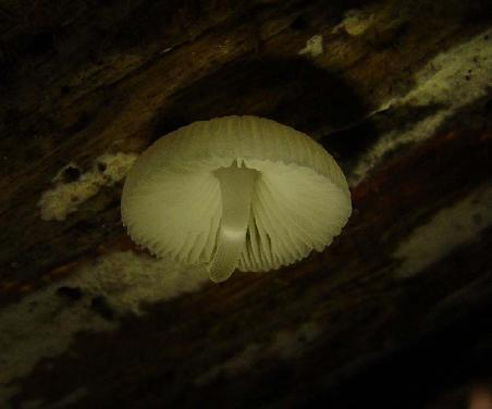 Pilz der in der Nacht leuchtet