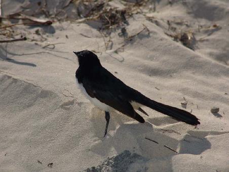 Kleiner WillieWagtail