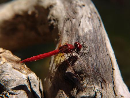 Dagonfly (Libelle) an den Cedar Creek Falls
