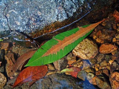 Blatt im kristallklaren Wasser