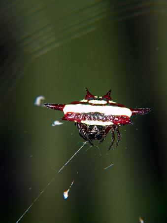 Jewellered Spider