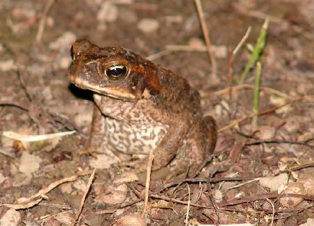 Cane Toad