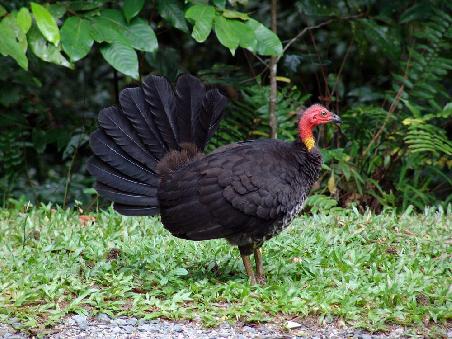 Busch Turkey
