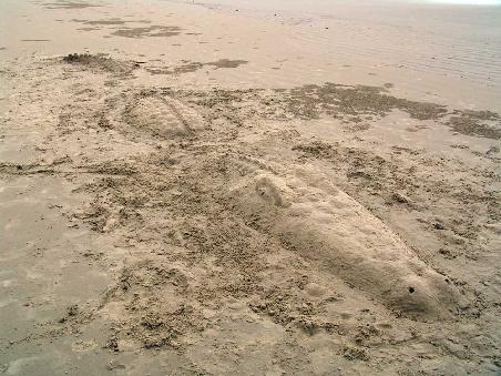 Krokodil am Noah Beach
