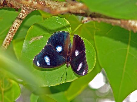Schmetterlinge am Cape Tribulation