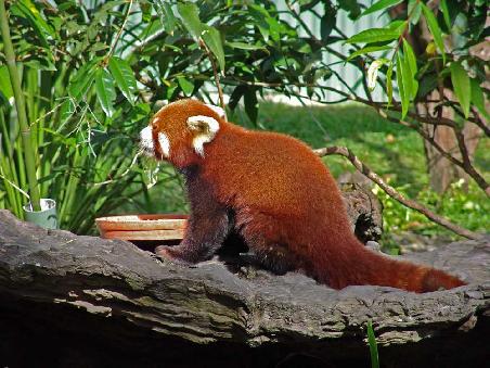 Red Panda