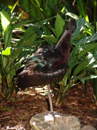 Glossy Ibis