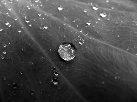 Wassertropfen auf Blatt