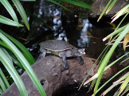 Long-neck Turtle