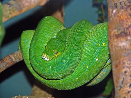 Green- Tree Python