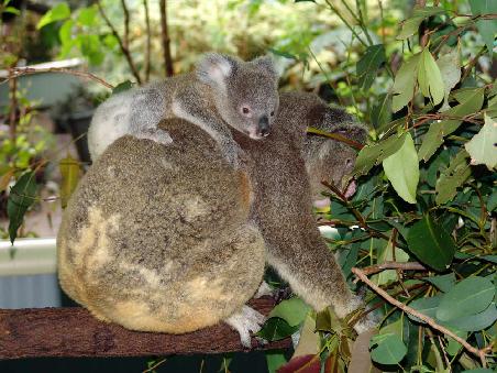 Koala mit Baby