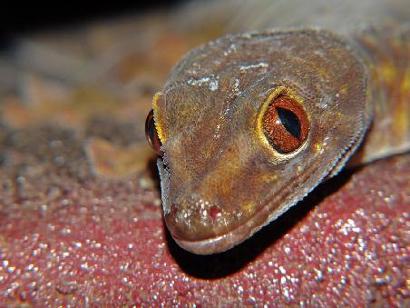 Giant-Cave Gecko