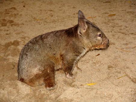 Northern Hairy-nosed Wombat