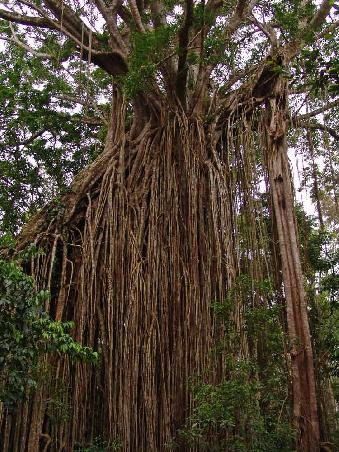 Curtain Fig-Tree