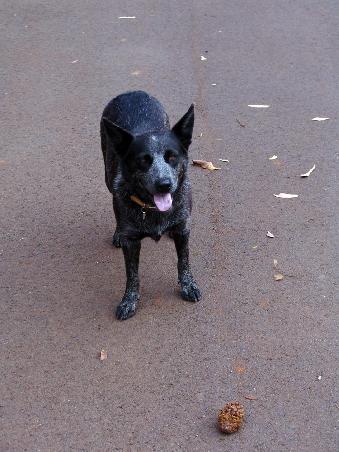 Roxy begegnete uns auf unsrem Weg zu den Emerald Falls