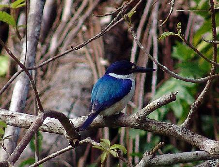 Kingfisher (Eisvogel) auf dem Lake Eacham Caravan Park