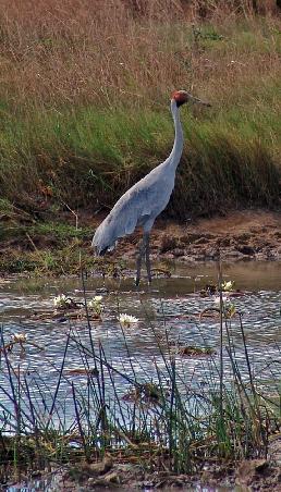 Brolga in Karumba