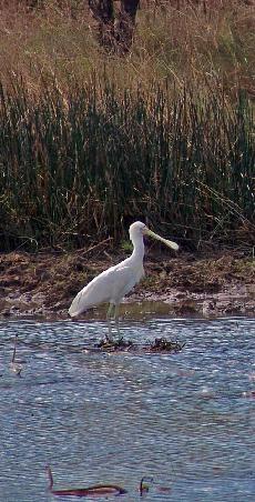 Yellow-billed Spoonbill