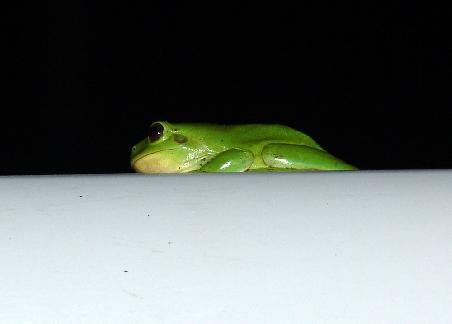 Mister Frosch und badet im Mondlicht.....