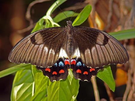 Schmetterling in Karumba