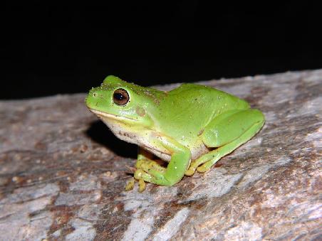 Frog again